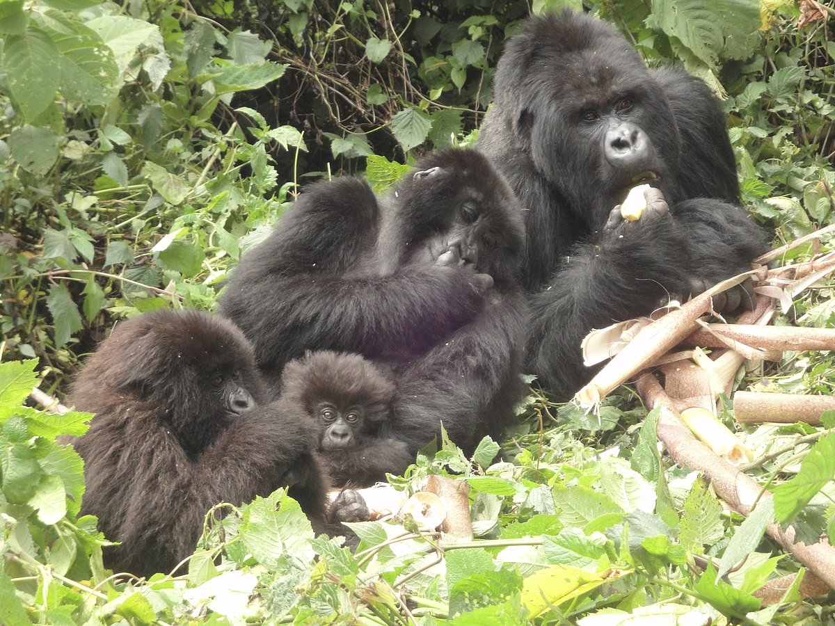 Tracking Gorillas in Uganda